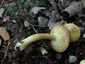 Büdös pereszke (Tricholoma sulphureum), Őrség